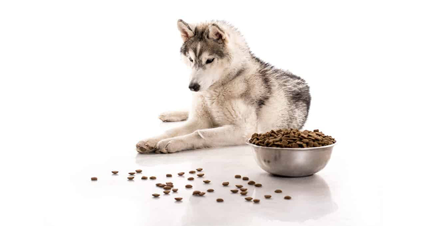 قیمت غذای سگ هاسکی چقدر تمام می شود؟