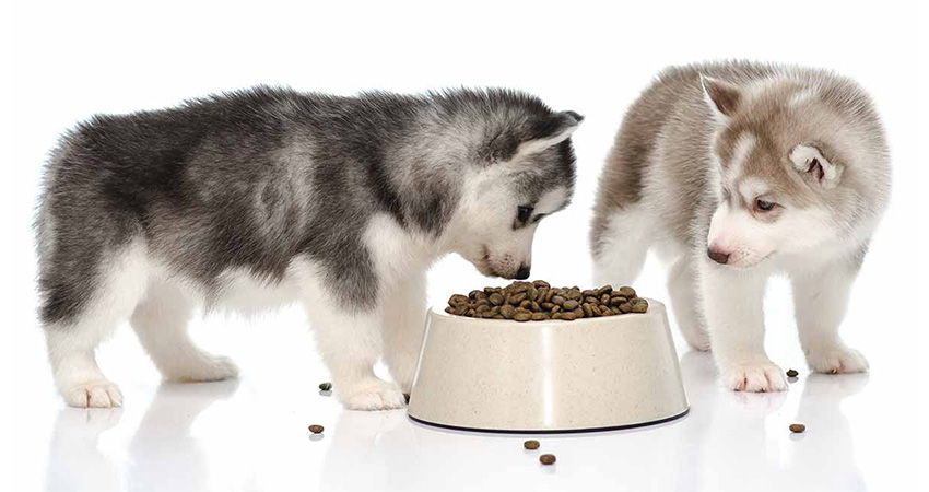 بهترین غذا برای رشد سگ هاسکی چیست؟