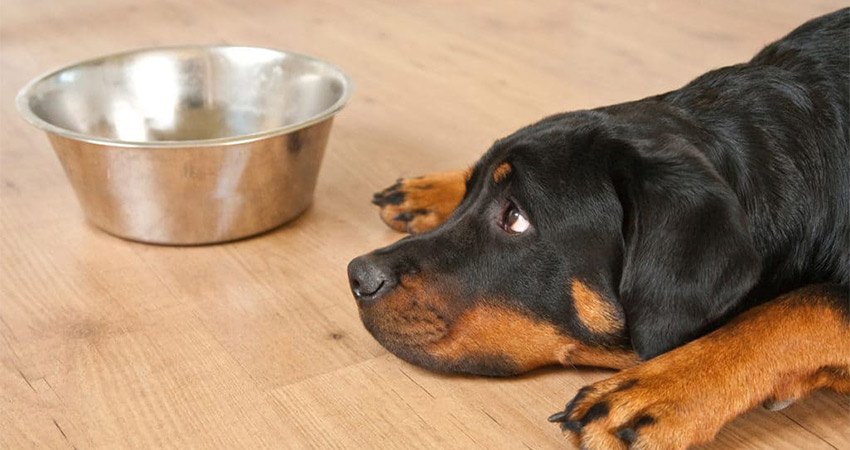 بهترین غذا برای سگ روتوایلر کدام است؛ غذای خانگی، غذای خشک یا کنسروی؟