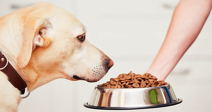بهترین غذا برای درشت شدن سگ کدام است؟