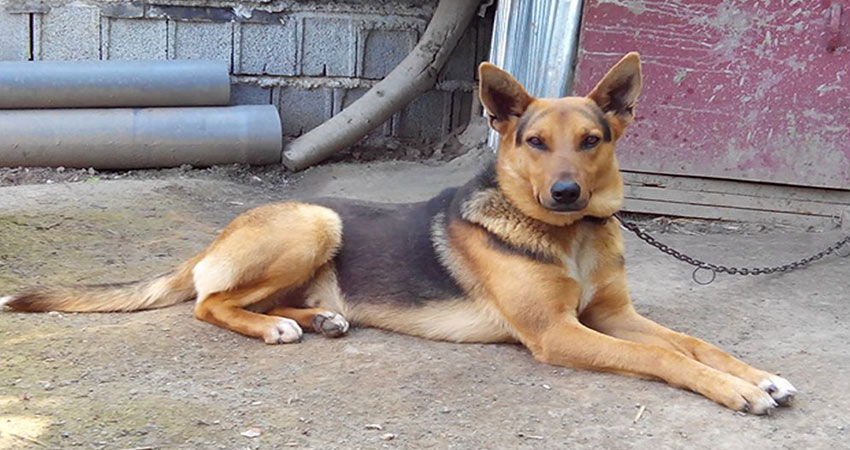 سگ گرگی ارمنی گمپر