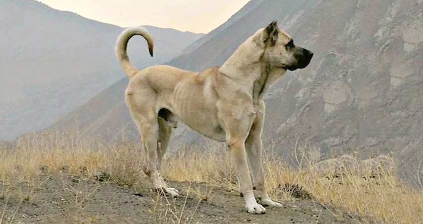 بهترین سگ سرابی ایران چه ویژگی هایی دارد؟