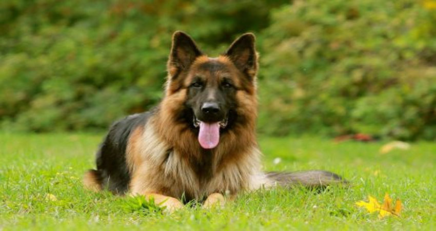 مشخصات سگ ژرمن شولاین