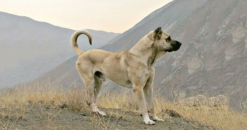 سگ سرابی فروشی دیوار