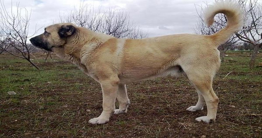  اطلاعات مورد نیاز خود را برای خرید سگ سرابی از کانال تلگرام سرزمین سگ ها به دست آورید