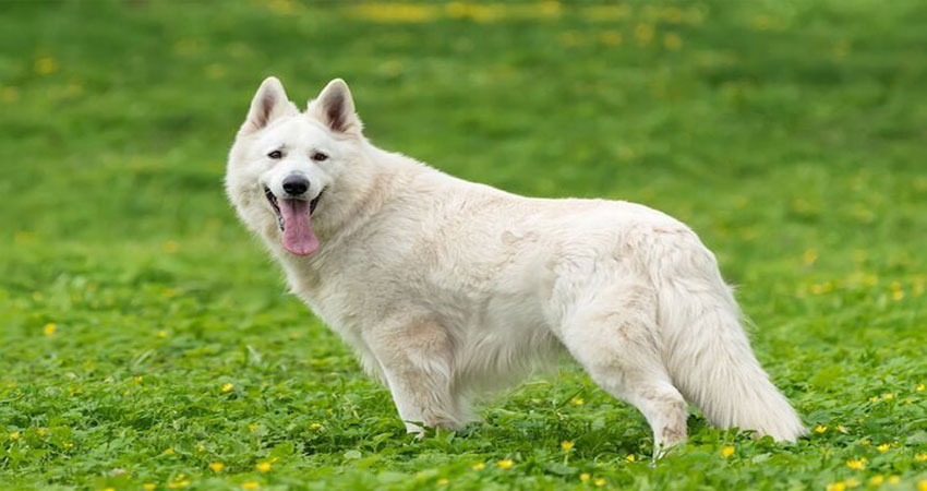 خصوصیات ظاهری و رفتاری سگ ژرمن شپرد