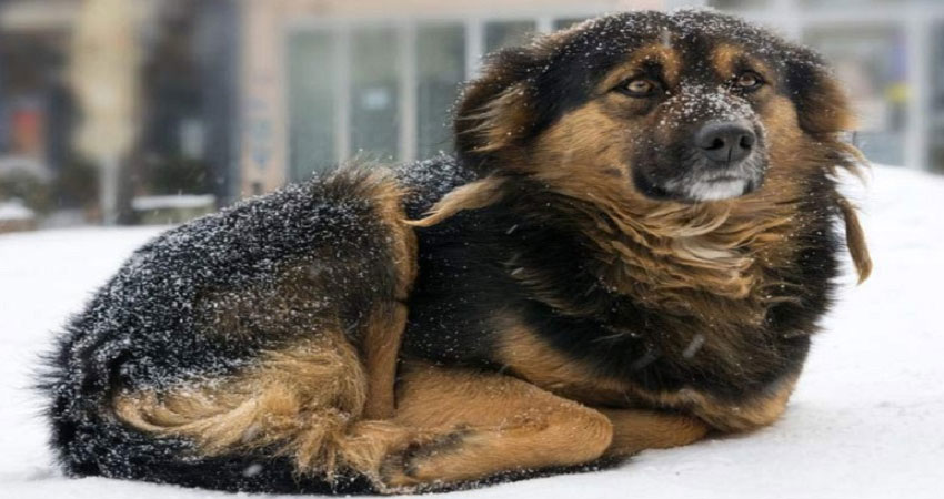 نگهداری سگ ژرمن در زمستان