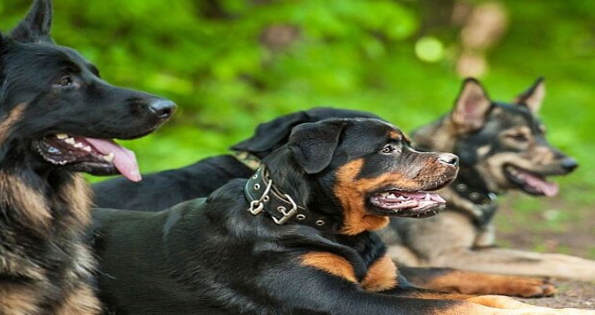 بگیر ترین نژاد سگ نگهبان