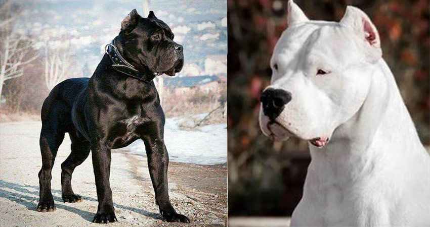 مقایسه دو سگ قدرتمند داگو آرژانتینو و کین کورسو