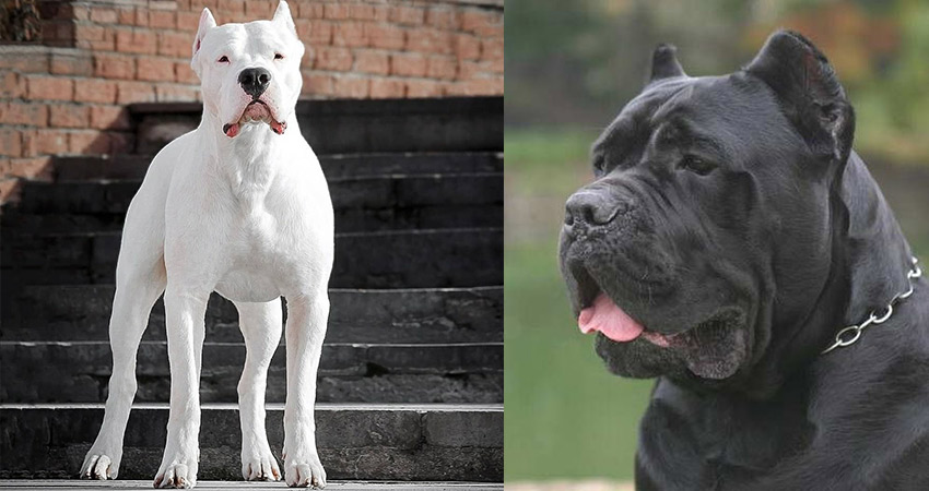 مقایسه رفتار دو سگ قدرتمند داگو آرژانتینو و کین کورسو