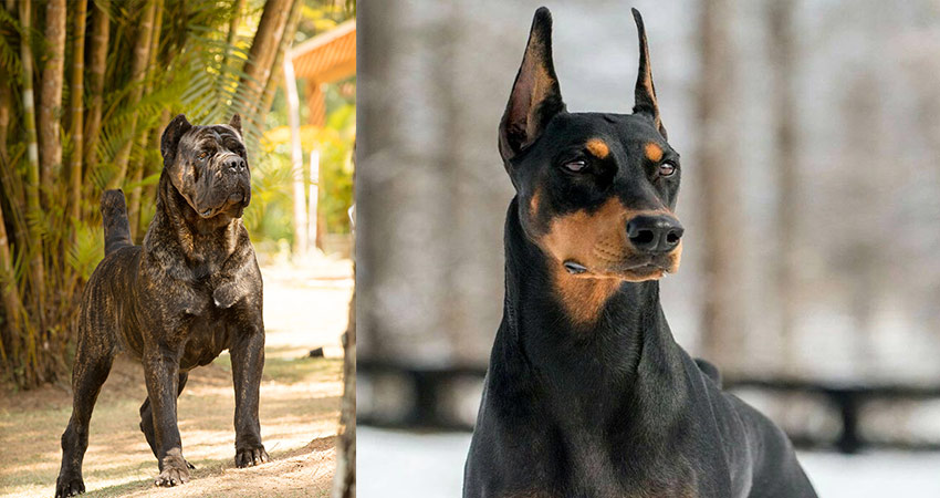 سگ های نژاد دوبرمن و کن کورسو چه شباهت ها و تفاوت هایی دارند؟