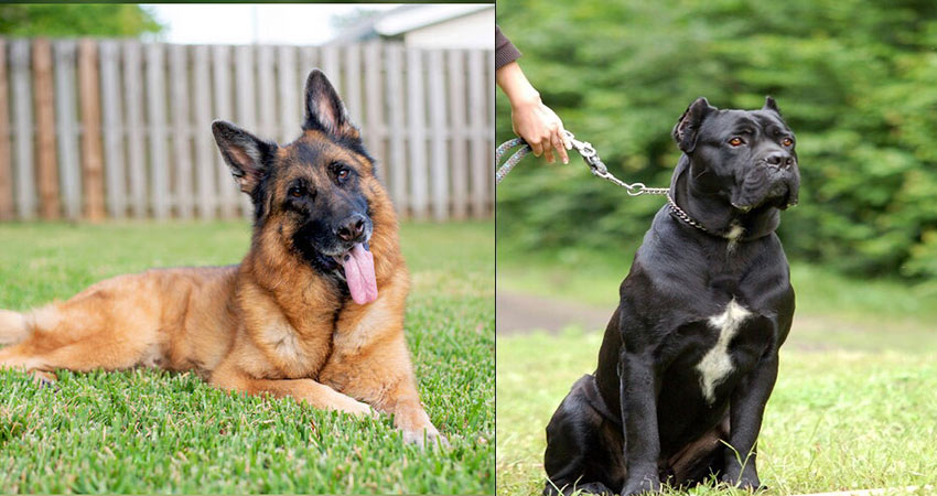 بین سگ کن کورسو و ژرمن، کدامیک سگ مناسب شماست؟			