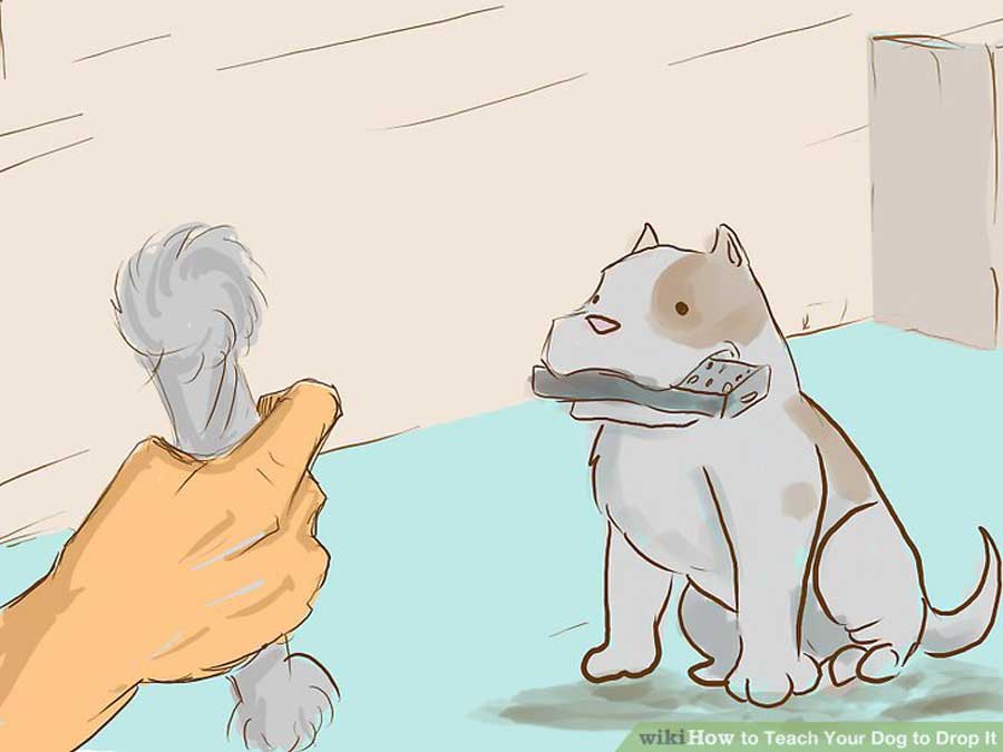 آموزش دادن به سگ