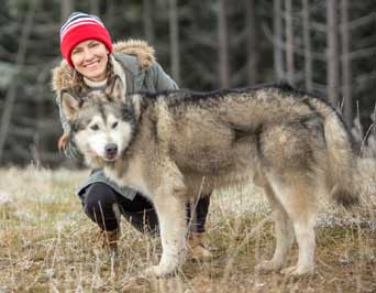 Alaskan-Malamute