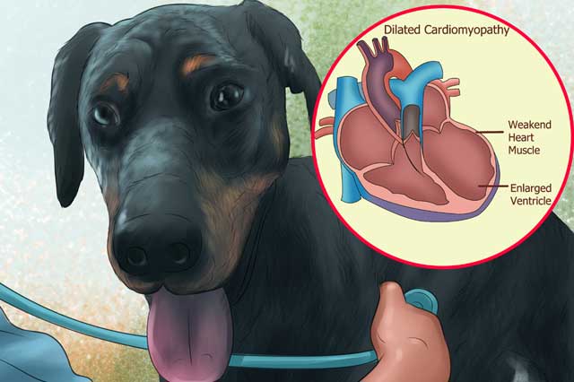 بیماری قلبی در سگ ها