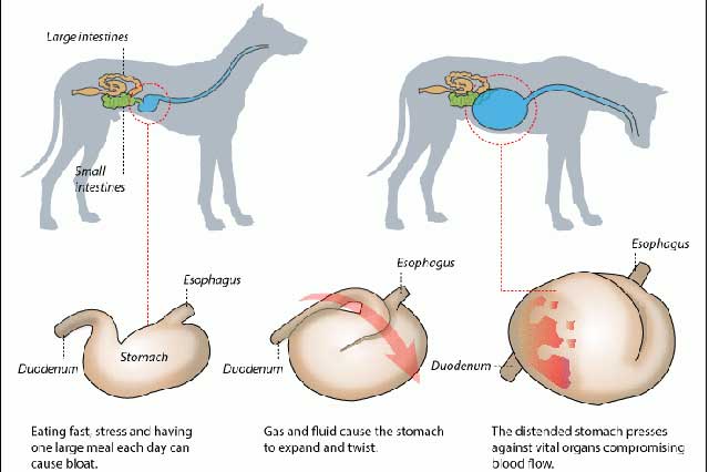 ناراحتی معده در سگ ها