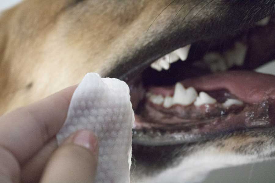 تمیز کردن دندان سگ