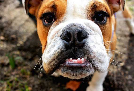 bulldog teeth flickr Kaytee