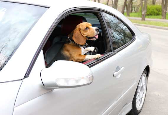 dog in car 303767270 0