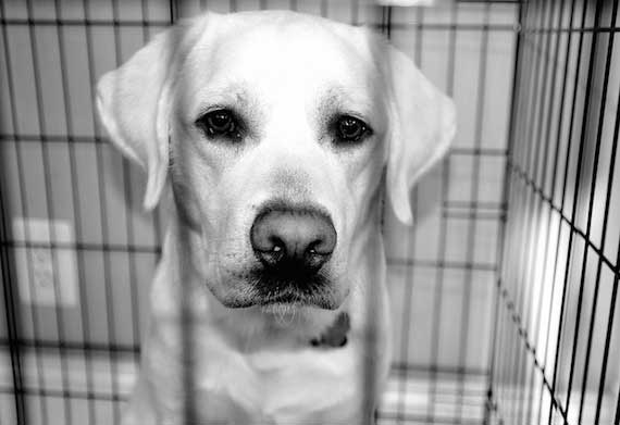 dog in crate flickr jimlarr