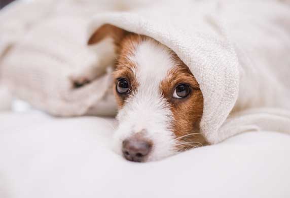 dog under covers sad 235997