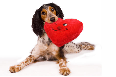 dog with stuffed heart