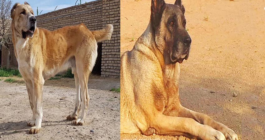 خطرناک و بزرگترین سگ سرابی جهان