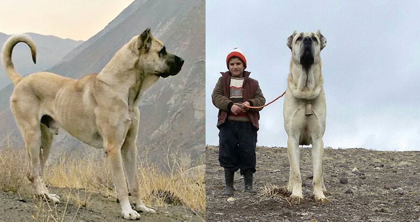 خطرناک ترین و بزرگترین سگ سرابی جهان و ویژگی های آن