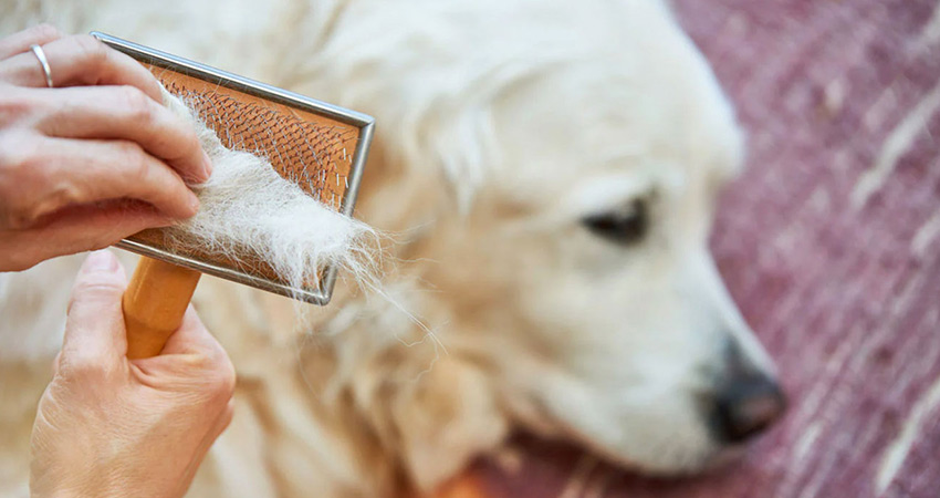 آیا موی سگ باعث حساسیت می شود؟