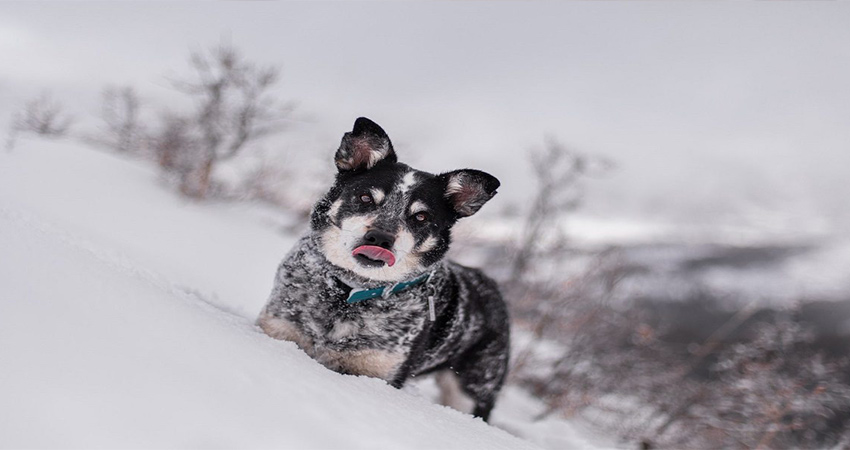 شرایط نگهداری سگ در حیاط زمستان