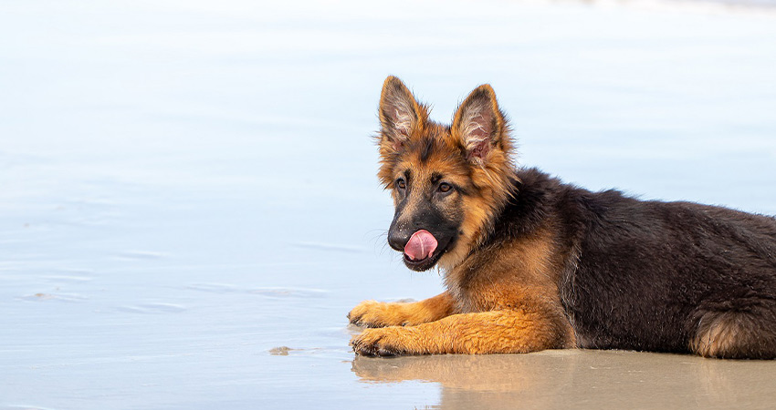 نکات مهم در تربیت و آموزش سگ ژرمن شپرد