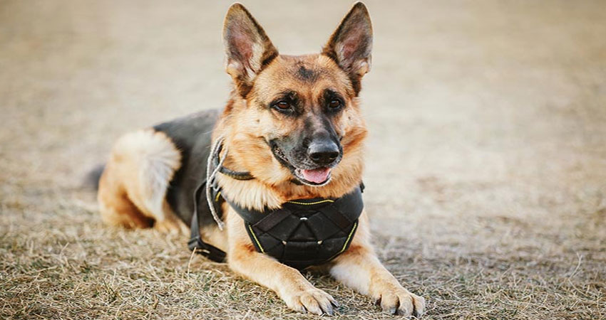 نژاد سگ نگهبان آلمانی