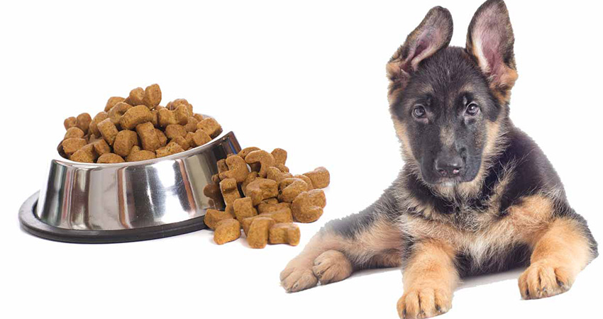 مواد مورد نیاز برای تغذیه سگ ژرمن چیست؟