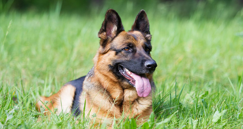 ژرمن شپرد: چهارمین سگ با وفای جهان