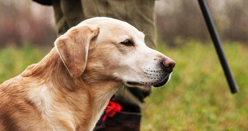 نژادهای سگی که به عنوان سگ شکاری به کار می روند کدامند؟