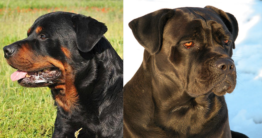 مقایسه دو نژاد سگ کین کورسو و روتوایلر + جدول