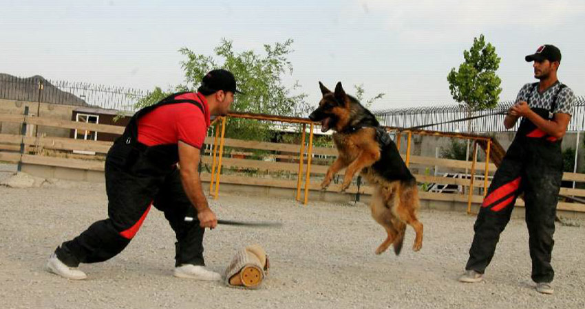 تمرینات ورزشی با سگ مالینویز