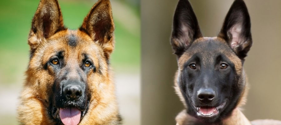 سگ مالینویز یا ژرمن؟ کدام یک بهتر است؟ 