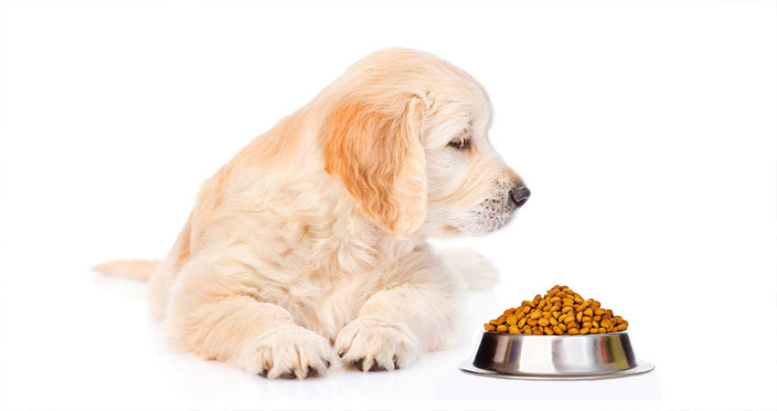 مقدار غذای توله سگ گلدن رتریور چقدر است؟