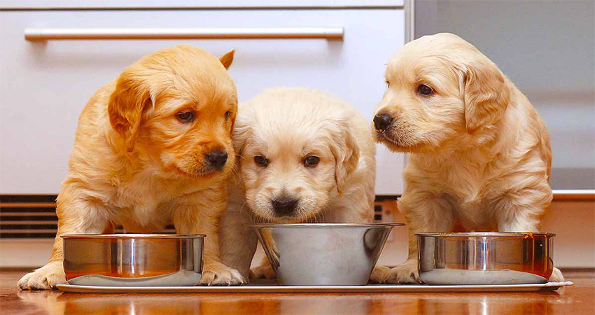 غذای سگ گلدن رتریور چیست؟