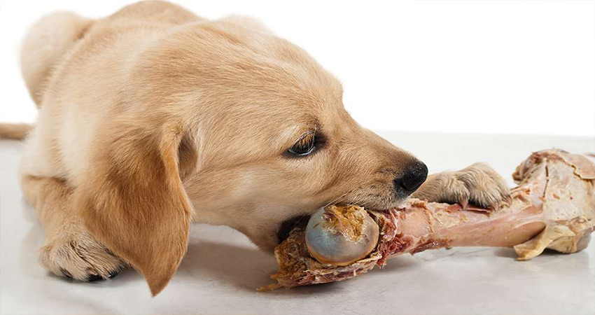 مقدار غذای سگ گلدن رتریور چقدر است؟