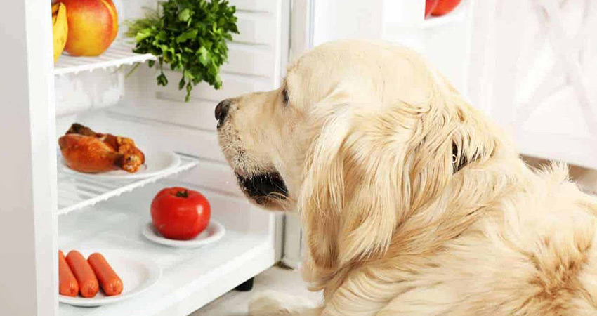 غذای مورد علاقه سگ گلدن رتریور چیست؟