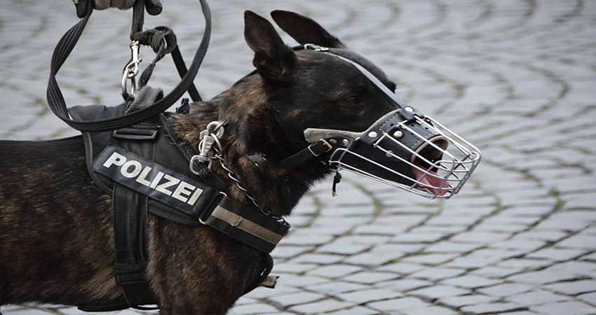 تاریخچه سگ گارد پلیس