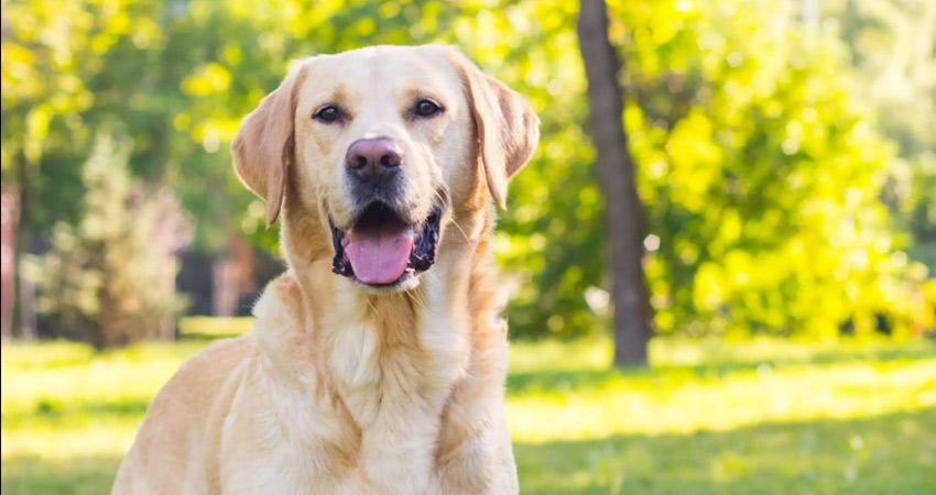 برای خرید سگ گلدن رتریور به جای شیپور به مراکز تخصصی مراقبت از حیوانات مراجعه کنید