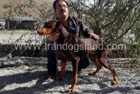 عکس سگ دوبرمن