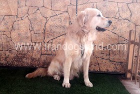 اسکار (Oscar)