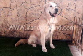 اسکار (Oscar)