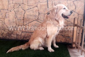 اسکار (Oscar)