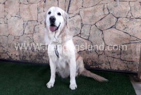 اسکار (Oscar)