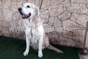 اسکار (Oscar)